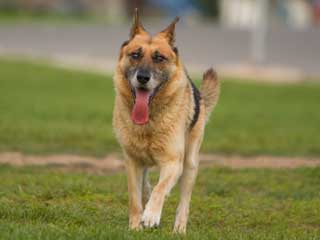 German Shepherd Dog Information and Facts - Dog Breeds