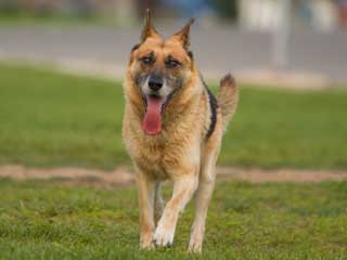 German Shepherd Dog Information and Facts - Dog Breeds German Shepherd Dog Information and Facts - Dog Breeds