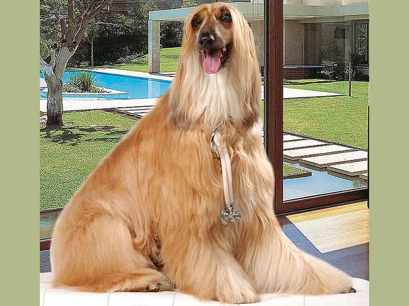 Afghan Hound