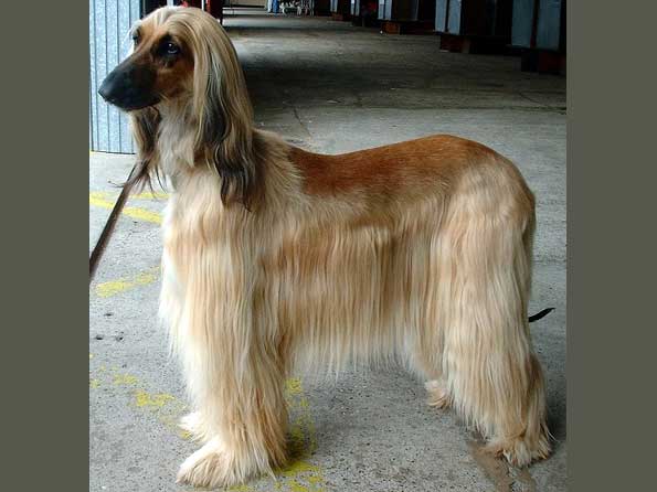 Afghan Hound