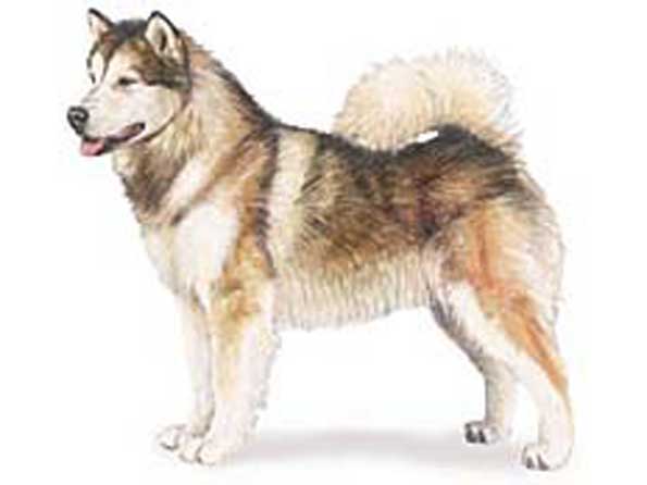 Alaskan Malamute