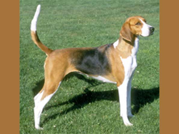 American Foxhound