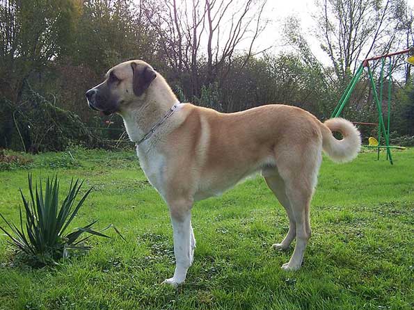 Anatolian Shepherd Dog