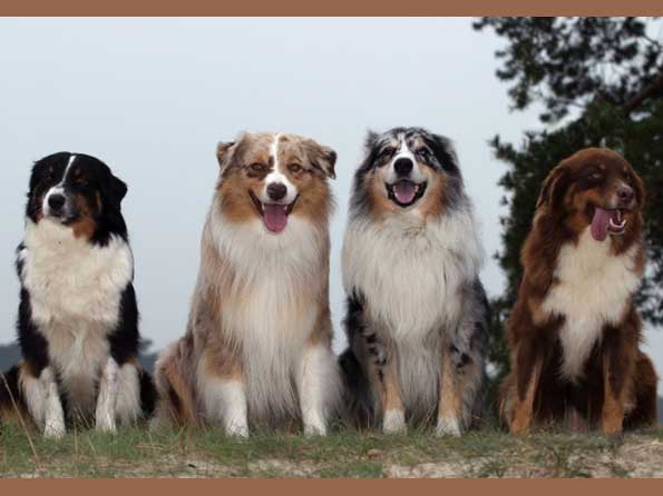 Australian Shepherd