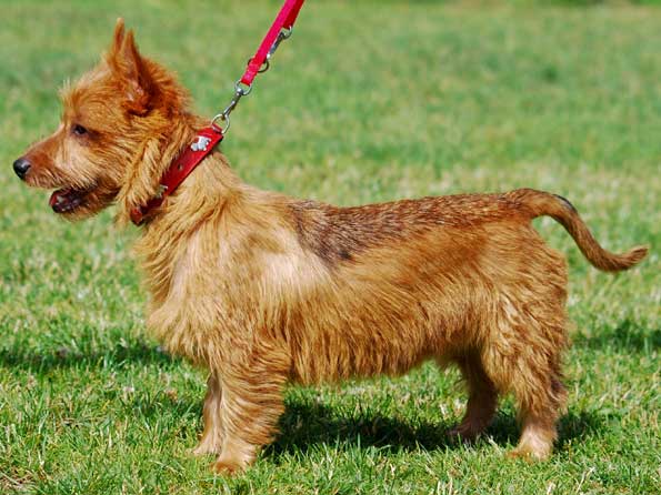 Australian Terrier