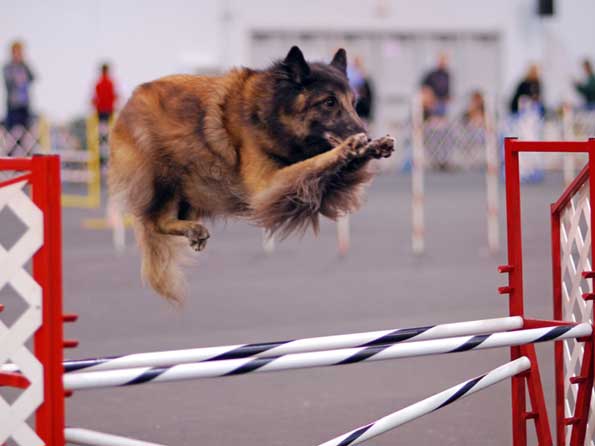 Belgian Tervuren