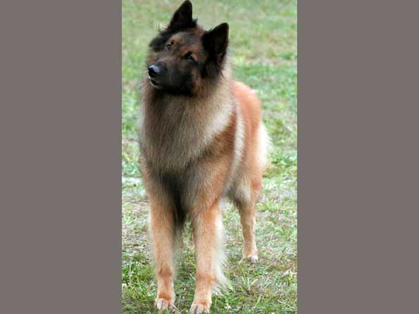 Belgian Tervuren