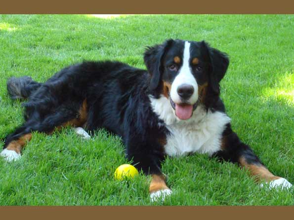 Bernese Mountain Dog