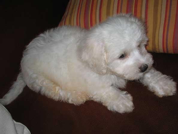 Bichon Frise