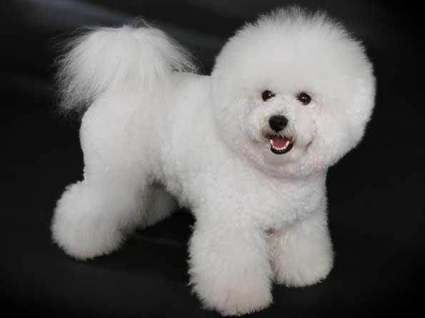 Bichon Frise