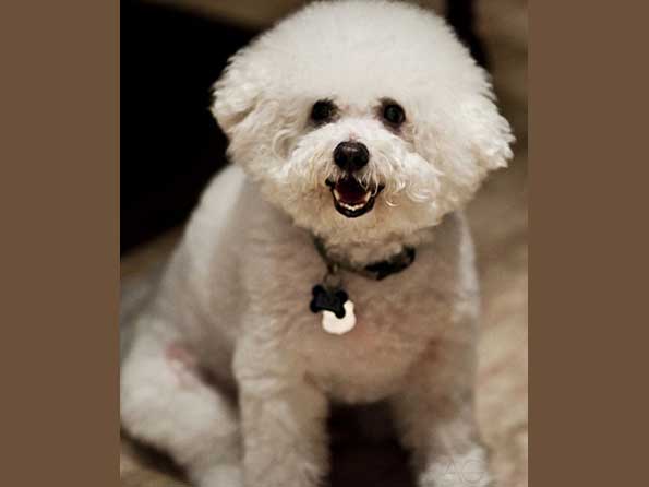 Bichon Frise