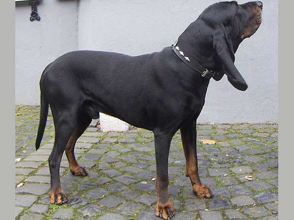 Black And Tan Coonhound