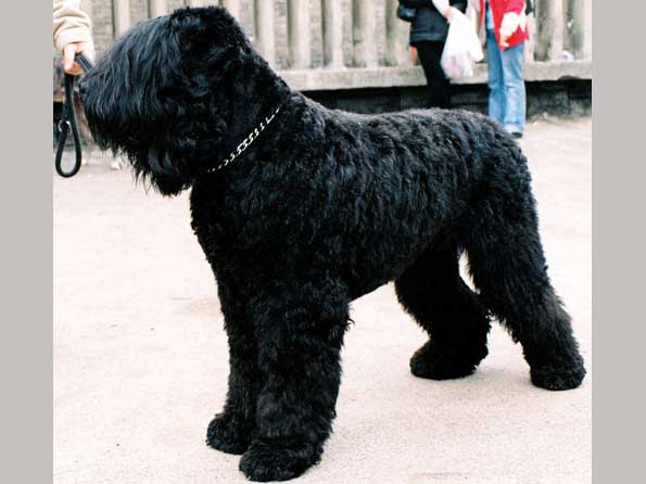 Black Russian Terrier