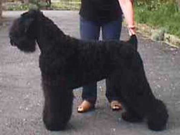 Black Russian Terrier