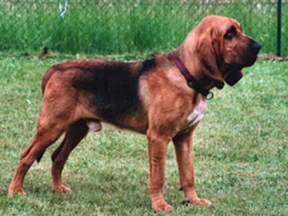 Bloodhound