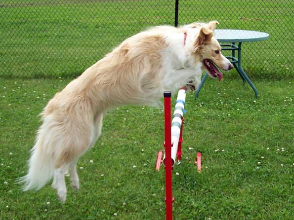 Border Collie