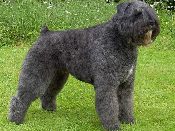 Bouvier Des Flandres