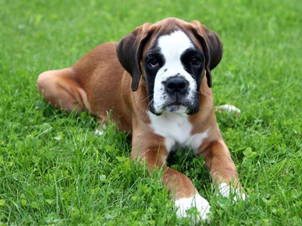 Boxer Photo: Picture of Boxer dogs