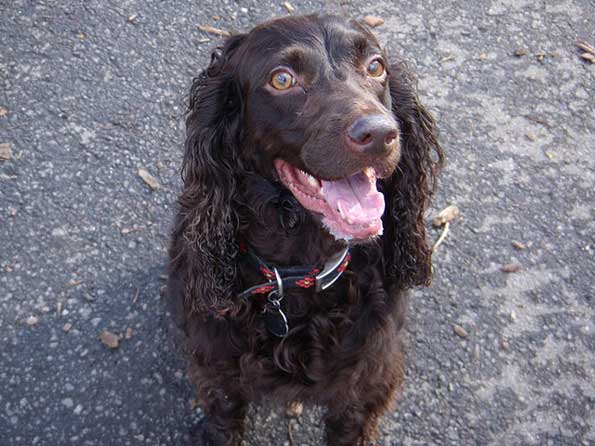 Boykin Spaniel