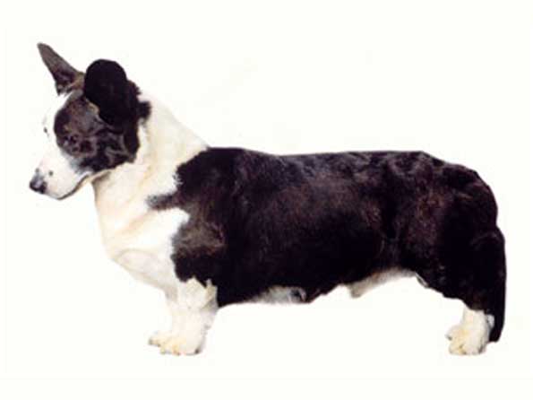 Cardigan Welsh Corgi