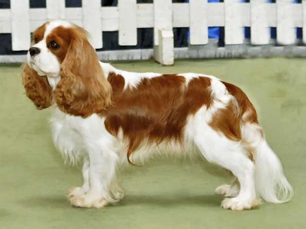 Cavalier King Charles Spaniel