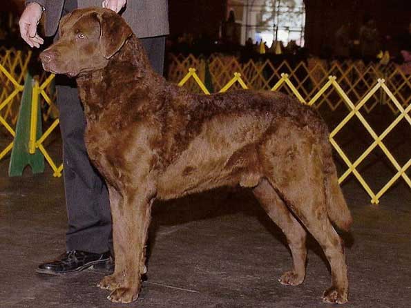 Chesapeake Bay Retriever