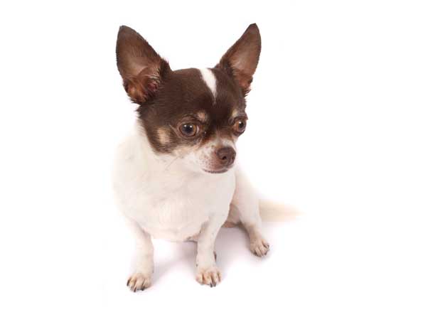 Chihuahua