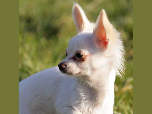 Chihuahua