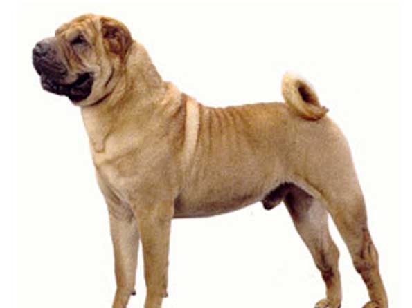 Chinese Shar Pei