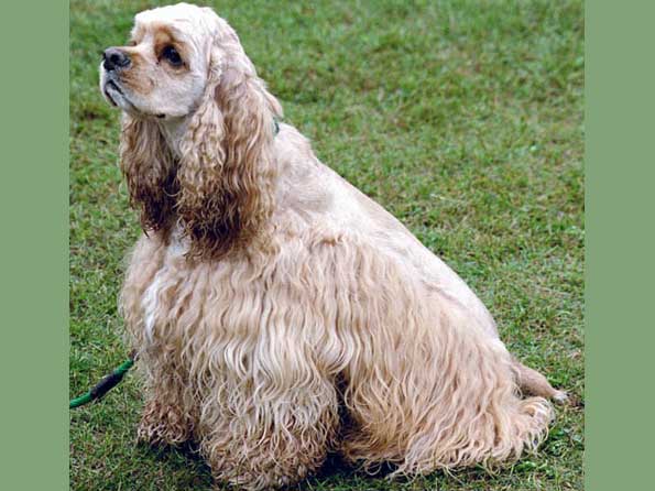 Cocker Spaniel