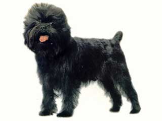 Affenpinscher