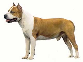 American Staffordshire Terrier