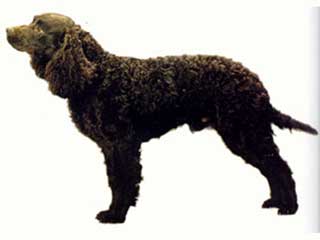 American Water Spaniel