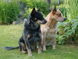 Australian Cattle Dog