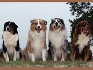 77+ Australian Shepherd Information And Facts