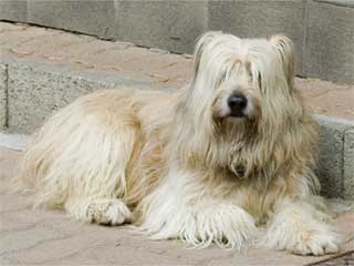 Bearded Collie