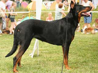 Beauceron