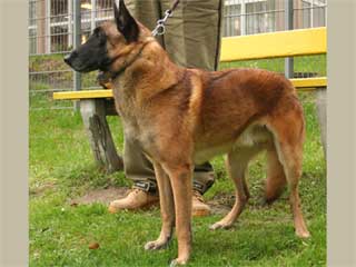 belgian malinois large breed