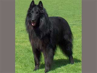 Belgian Sheepdog