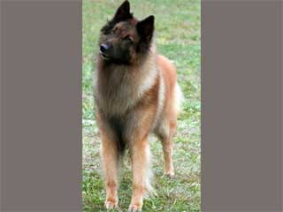 Belgian Tervuren