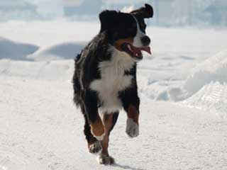 Bernese Mountain Dog