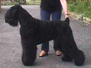 Black Russian Terrier