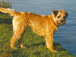 Border Terrier