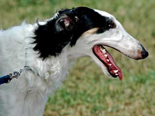 Borzoi