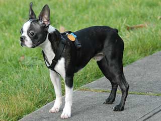 Boston Terrier