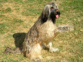 Briard