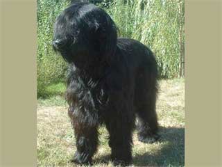 Briard