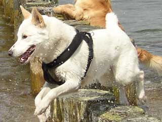 Canaan Dog