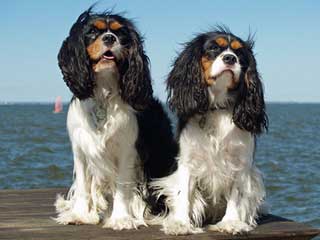 Cavalier King Charles Spaniel