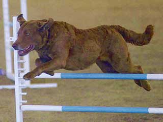 Chesapeake Bay Retriever